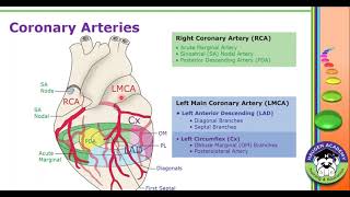 HCGTV: Webinar - Body Parts, Devices, and Qualifiers, Oh My! ICD-10-PCS Coding for Coronary Bypass