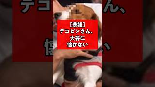 【悲報】デコピン犬さん、大谷翔平に懐かない　#大谷翔平 #ドジャース