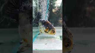 【動画/1点モノ】 タイ産 (k147) らんちゅう ジャンボ個体 13cm オス 5ヵ月 #金魚 1月13日発送 返金保証 (k147)