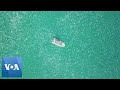 Huge Jellyfish Swarm Spotted Floating Near Haifa