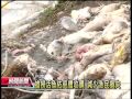 20130823 公視晚間新聞 天氣多變化 台南虱目魚大量暴斃