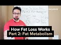 How Fat Loss Works - Episode 2: Fat Metabolism