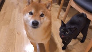 The black cat Goma seems to want to say something to the Shiba Inu Hachi