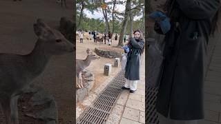 「奈良の象徴、美しい鹿たちとの癒しの瞬間」 | Nara deer park in Japan | Nara deer sika | Nara deer