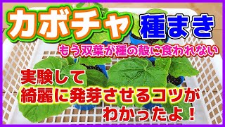 【カボチャ】種まき　綺麗に発芽させるコツがわかった！もう双葉が種の殻に食われない♪　かぼちゃ種まき～発芽（本葉まで）　ロロン　立体栽培（空中栽培）マロ夫とマロの楽しい家庭菜園／貸し農園