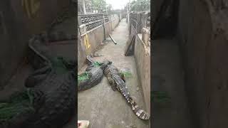 amazing pepole touch  crocodile 2018