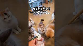 배부른데 남주기 아까운 냥이들 #귀여운고양이 #재밌는영상 #catlover