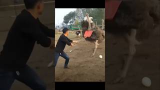 शुतुरमुर्ग के अंडे के बारे में तथ्य |Ostrich Egg #shorts #youtubeshorts #shortsvideo