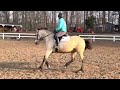 mlc dunkin munchkin starting under saddle