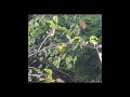 Hummingbird in the apple tree