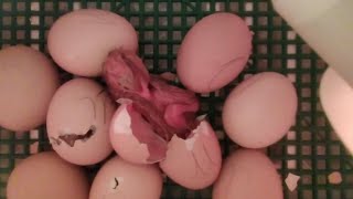 Як вилуплюються курчатка в інкубаторі. How to hatch chickens.