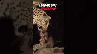 Leoparın 🐆 Bu Hareketi Kalbinizi Eritecek❤️