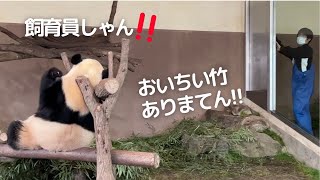 【続・楓浜速報】飼育員さんガン見すぎ😂育ち盛り子パンダと今日のファミリー🐼