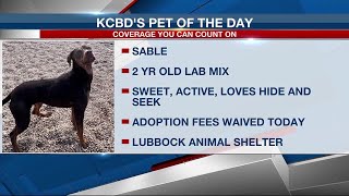 KCBD's Pet of the Day: Meet Sable