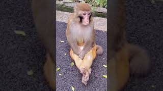 don dialogue funny monkey#shorts