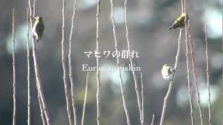 野鳥撮影・ マヒワ Eurasian siskin