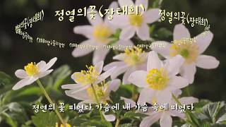 [꽃노래] 정열의 꽃(장태희 - 가사자막)