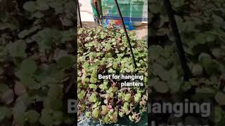 Callisia Repens plant | Creeping inch plant |turtle Vine plant| Bolivian Jew | Hanging plant #shorts