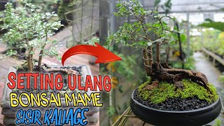 SETTING ULANG BAHAN BONSAI MAME SISIR KALIAGE