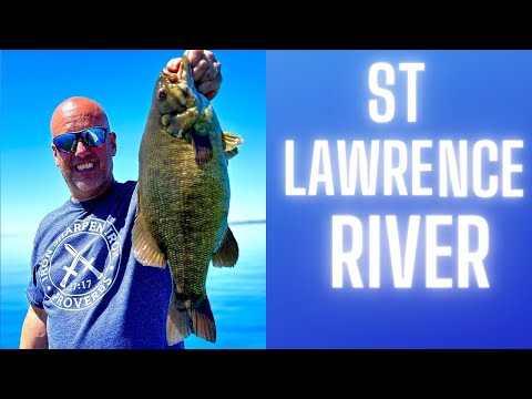How many fish are in the St Lawrence?