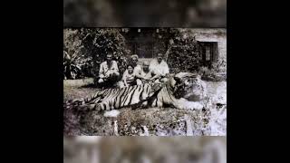 Huge bengal Tiger