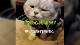 猫没想到猫咪也打喷嚏