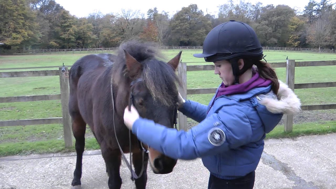 PONY How-To: Putting On A Bridle And Checking The Fit - YouTube