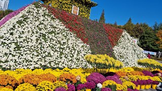 노익장댄스#익산국화축제~