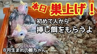 オカメインコの雛ちゃん🐥生後17日目…本日巣上げしました！初めて人から挿し餌をもらう雛ちゃんです。