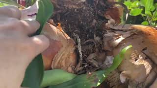 The Staghorn Fern - Part 1