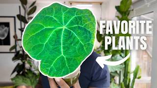 Favorite Plants in September | End of Summer Special