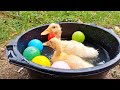 catch cute chickens colorful chickens rainbow chicken rabbits cute cats ducks animals cute 67