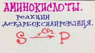 Аминокислоты. Реакции декарбоксилирования. Биохимия