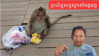 ប្រយ័ត្នសត្វស្វានៅអង្គរវត្ត Caution Wild Monkey at Angkor Wat