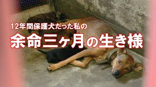 殺処分当日レスキューされた母犬の12年間の記録