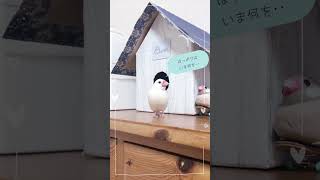 ちょっぴりうねうねする白文鳥　　　　#javasparrow #shorts