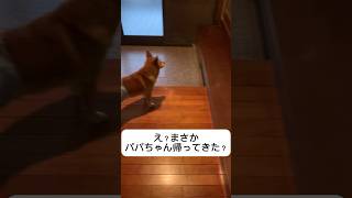 【柴犬】パパちゃんをお出迎えする犬#shorts