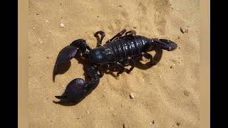 Shocking Facts About Scorpions |Hindi, #Scorpions