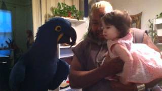 Hyacinth macaw plays peek-a-boo with baby