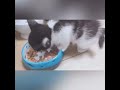 鳴きながらキャットフードを食べる子猫