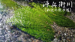 【2021年秋　三島市・清水町#7】源兵衛川②（水辺の散歩道）　Genbee-gawa（静岡県三島市 Mishima City, Shizuoka, Japan）