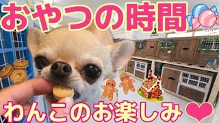 犬のホテルおやつの時間はみんなのお楽しみ～♪【#4】とっても可愛い食べっぷり！みんなのおやつはどんなのかな～^^