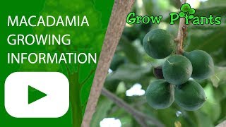 Macadamia tree growing information (All need to know)