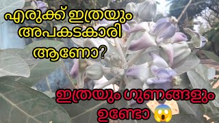 എരുക്ക് ഒരു അപകടകാരി#youtube #viral #malayalam #family #vlog