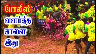 கொப்பம்பட்டி போலீஸ் சரவணன் காளை லால்குடி ஜல்லிக்கட்டில்