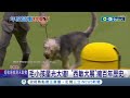 狗界奧斯卡 3千隻狗.逾210犬種競逐爭冠