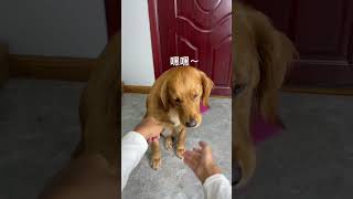 你猜中了，但没完全猜中。 | 小金毛，不要太自信😂 #short