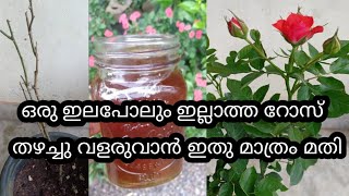 Best Natural Fertilizer For Rose Plant  / ഒരു ഇലപോലും ഇല്ലാത്ത റോസിലും പൂക്കൾ വിരിയിക്കാം