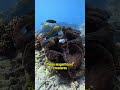 🦪 giant clam the largest clam in the world 🐚