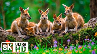 Baby Animals 8K ULTRA HD 🦁 | Immerse in Baby Animals’ Innocent World with Soft Instrumentals